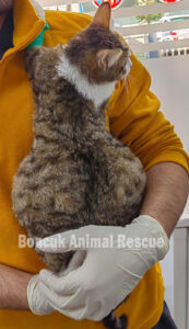 Cat with swollen abdomen due to extreme fluid build up caused by wet FIP 