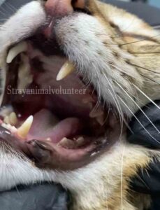 dental disease in a stray cat